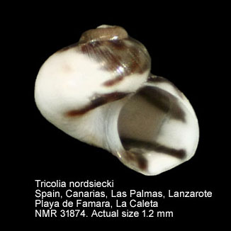 Tricolia nordsiecki (2).jpg - Tricolia nordsiecki(Talavera,1978)